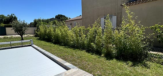 Jardin rénové avec différentes plantes autour d'une piscine