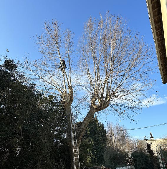 Élaguer qui coupe un arbre