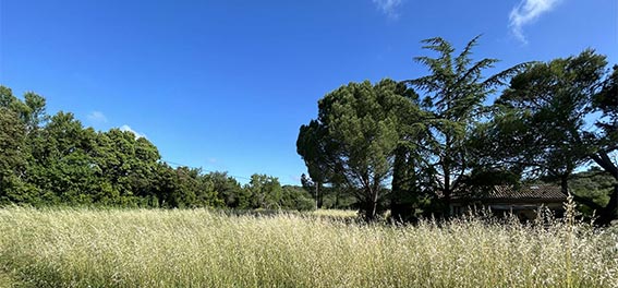 Jardin avec des arbres